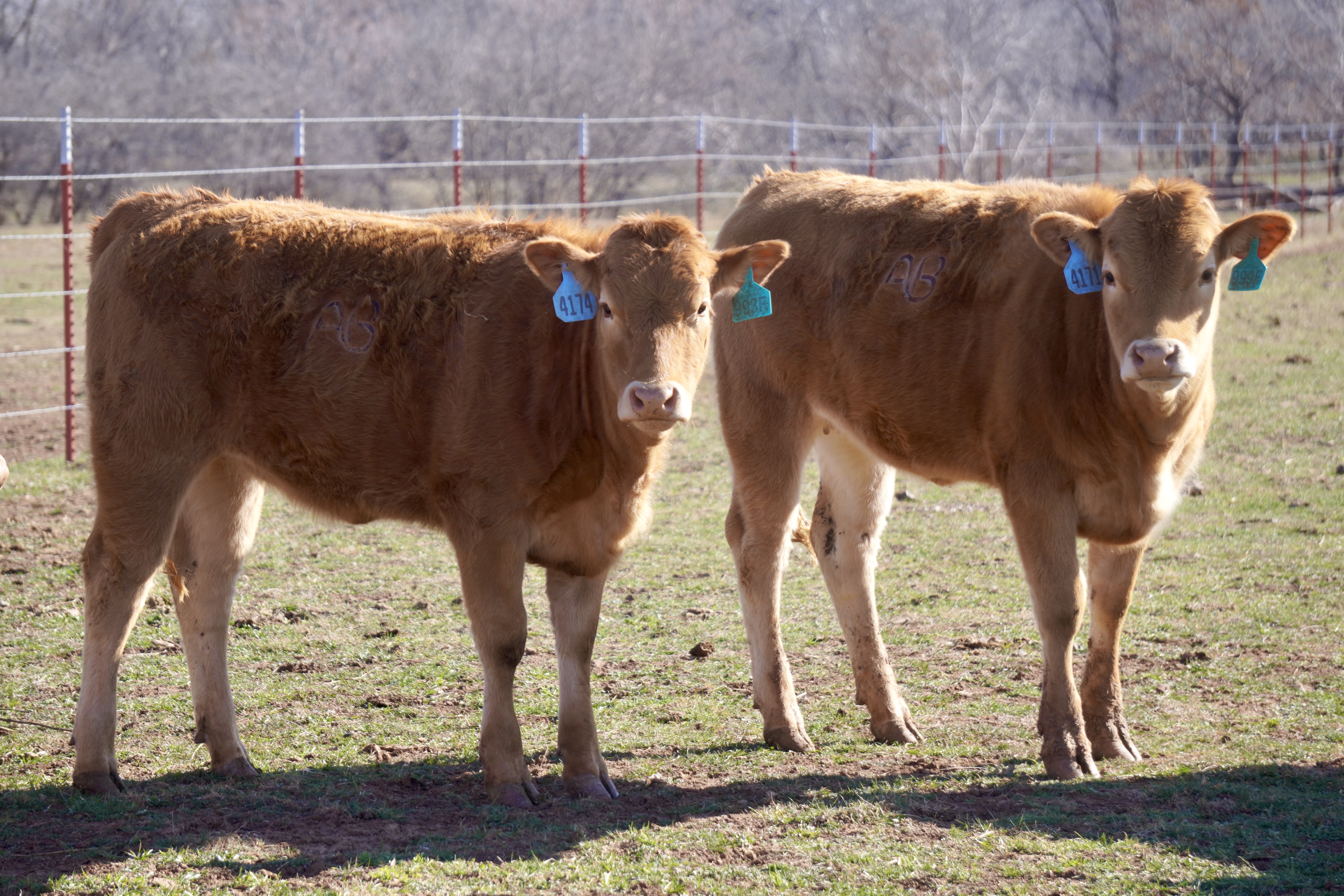 5 Head Fullblood Akaushi Heifers